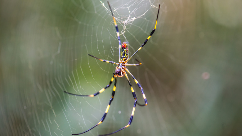 Large joro spider hanging on its web.