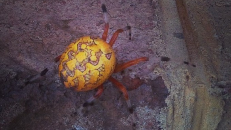 Lattice orb weaver on a rock.