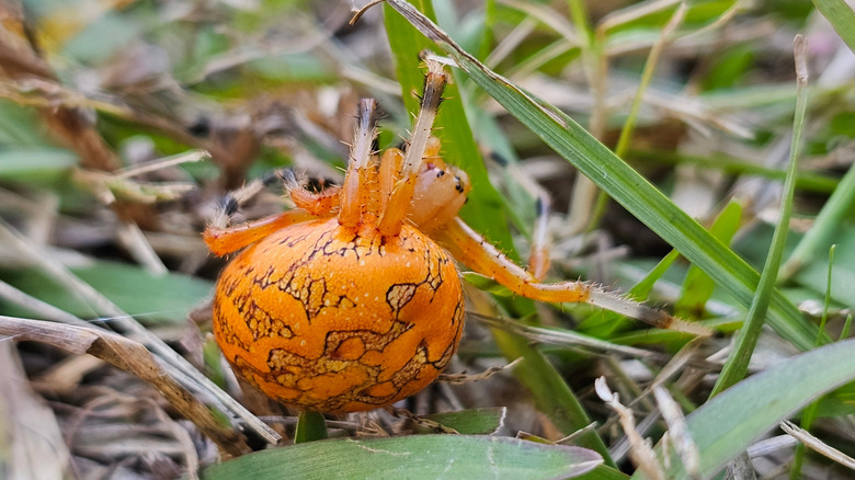 Marbled orb weaver spider on blade of grass.
