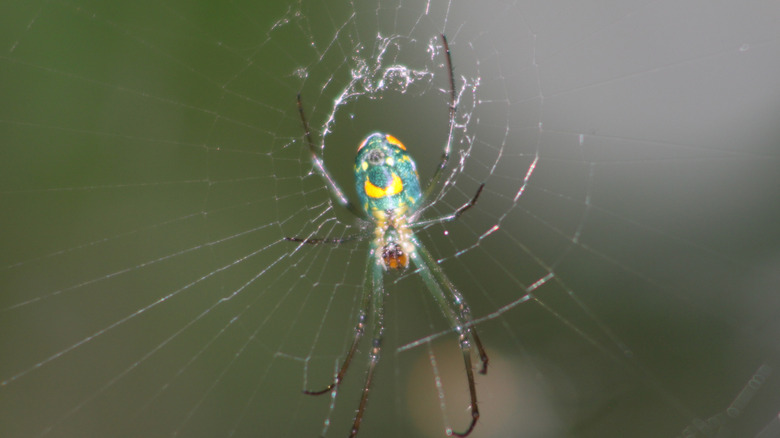 Orchard orb weaver on its web.