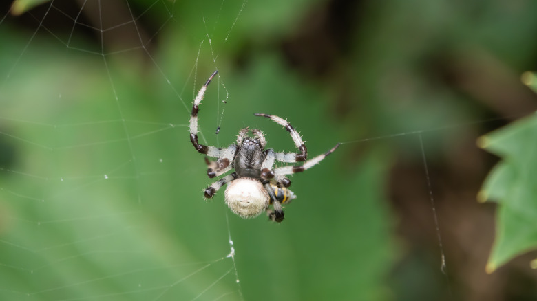 Shamrock orb weaver on its web.