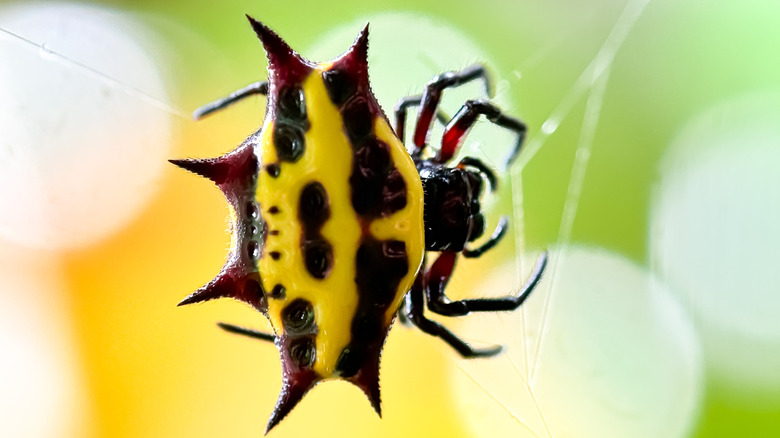 Spiny-backed orb weaver on its web.