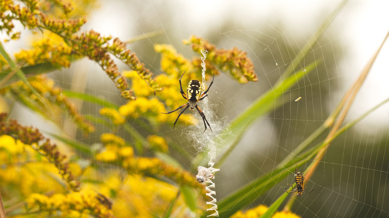 Yellow garden spider on web with prey.