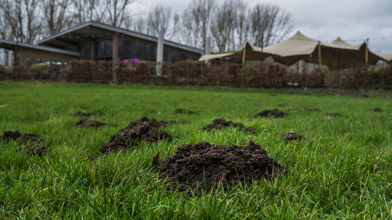 A yard with dug-up holes, a telltale sign of groundhog damage