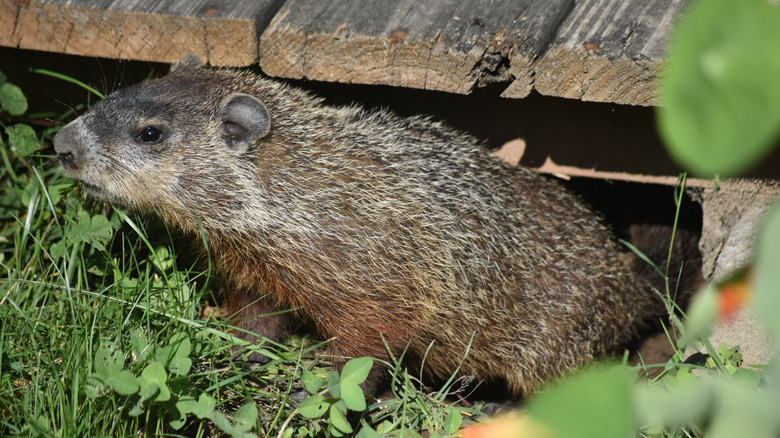 A close-up of a groundhog on someone's property hiding in the grass
