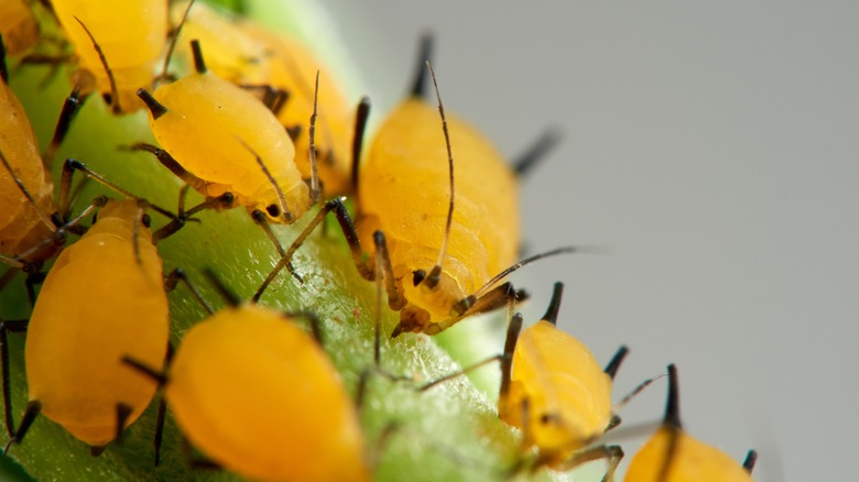 Aphids feeding on plant