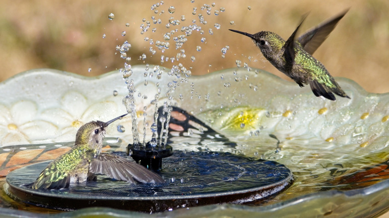 two hummingbirds playing in a fountain in someone's back yard