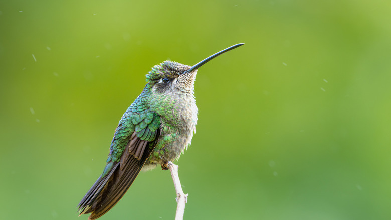a hummingbird perched on a branch