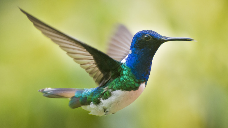 green and blue hummingbird