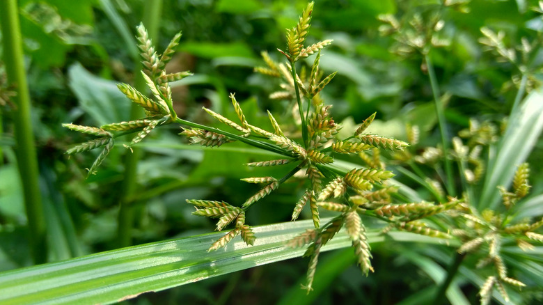 nutsedge seed head