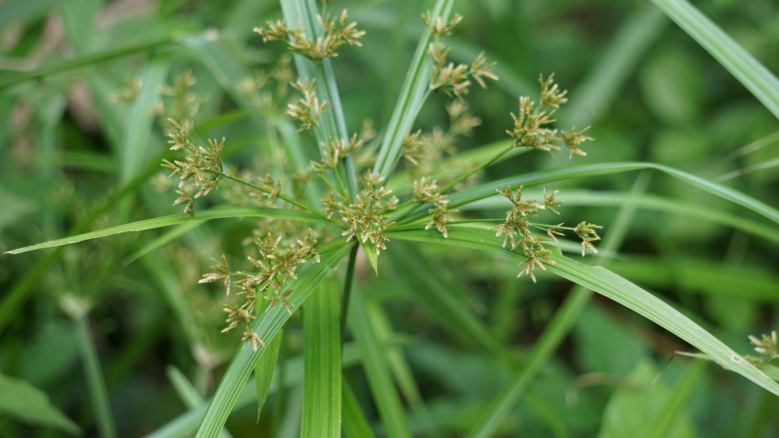 If Invasive Nutsedge Is Taking Over Your Lawn, This Is What Pinterest