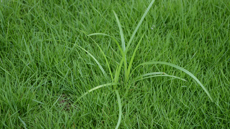 nutsedge in turf lawn
