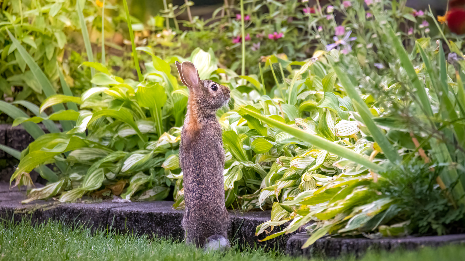 Lavender Nz Rabbit If Rabbits Keep Ruining Your Lavender, Plant Its Fragrant Lookalike Instead