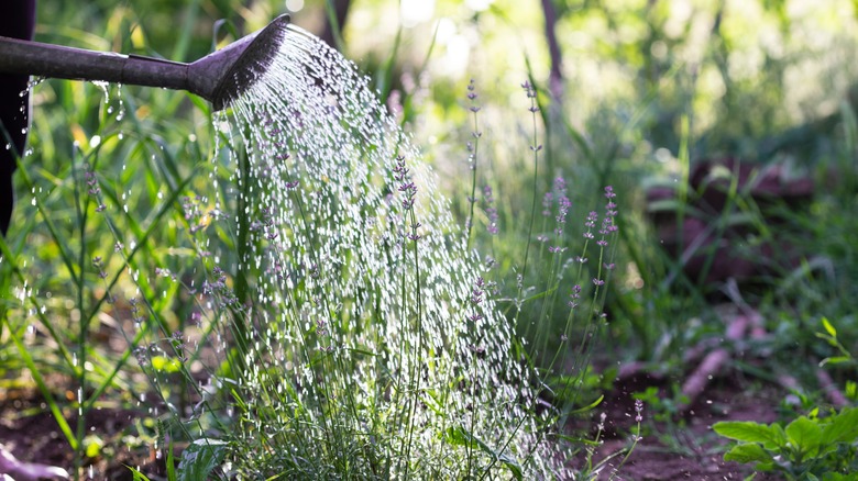 watering lavender plant