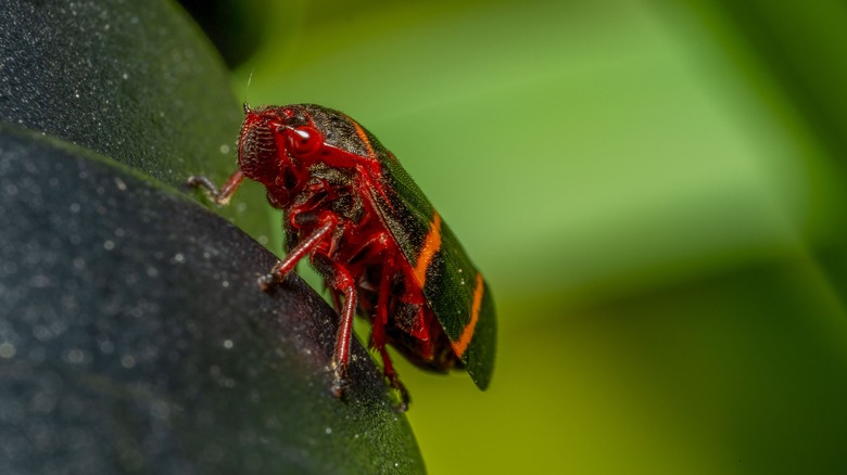 a spittlebug on a leaf