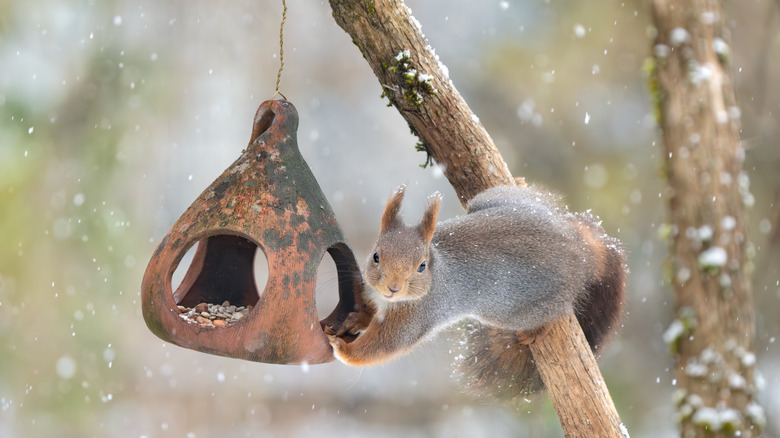 Squirrel stealing from bird feeder