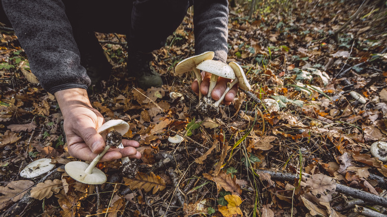 A person picking death cap mushrooms