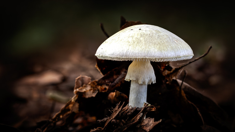 Death cap mushroom