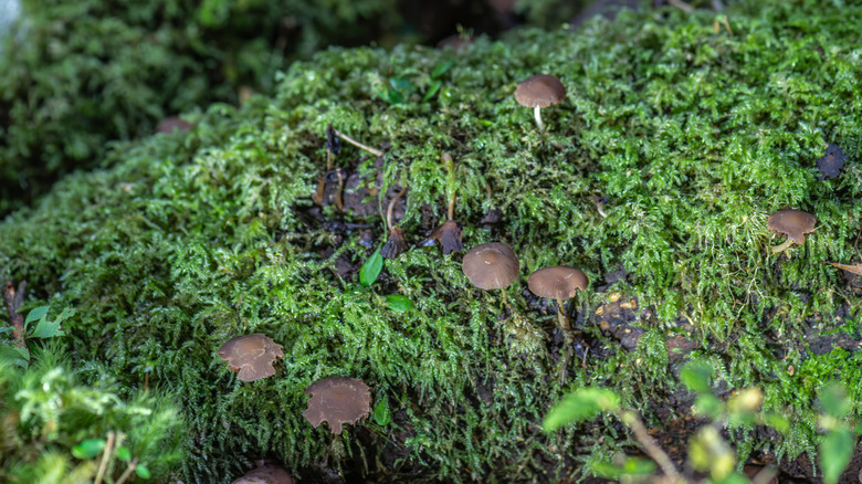 Mushrooms in grass