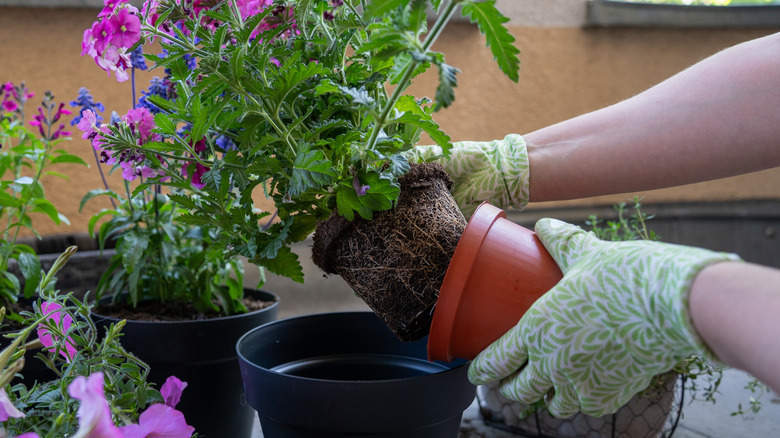 person repotting plant with new soil