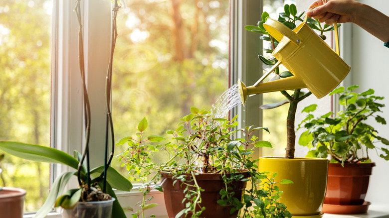 person watering potted plants