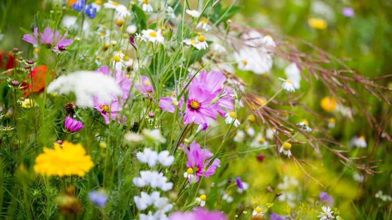 Wildflower garden in bloom
