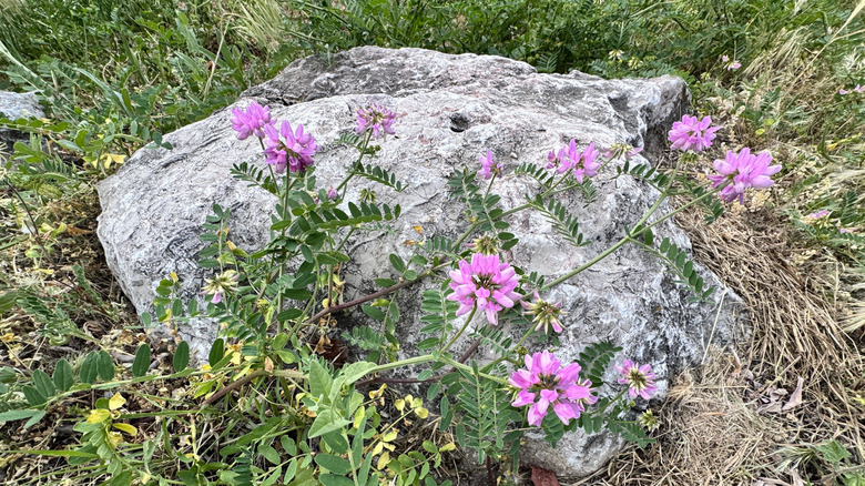 A patch of crown vetch growing by a large rock.