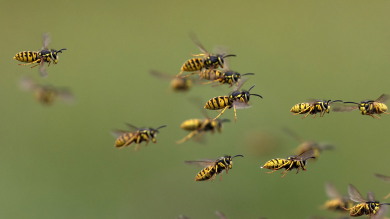 A swarm of yellow wasps
