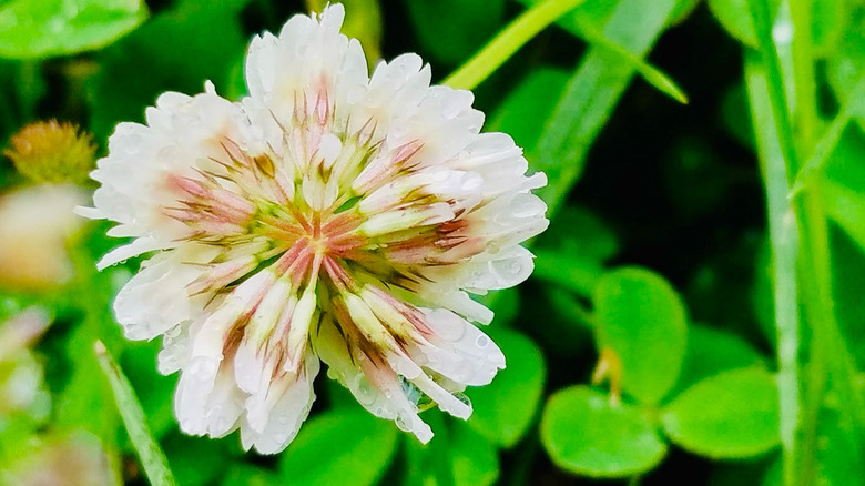 Closeup of white clover