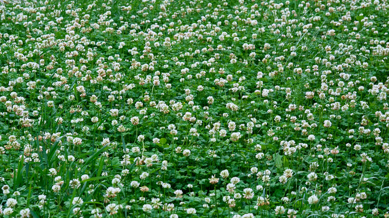 Lawn lush with clover plants.