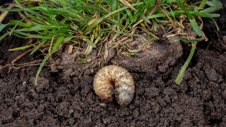 A white lawn grub in soil with grass