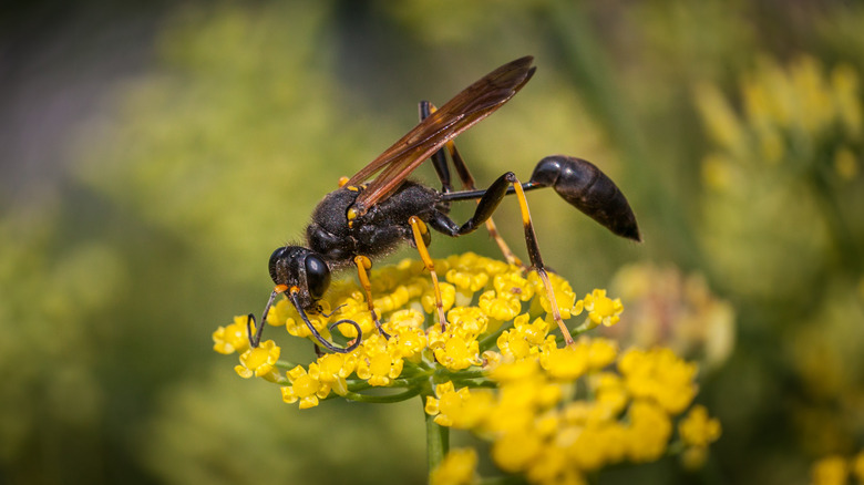 wasp on yellow flowers