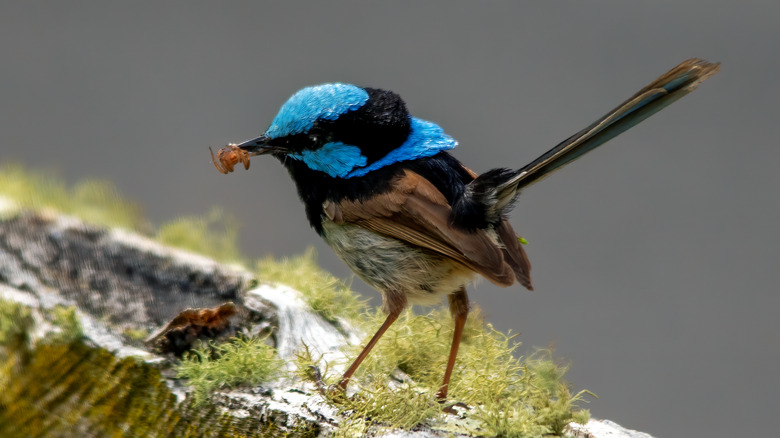 bird with spider in its beak