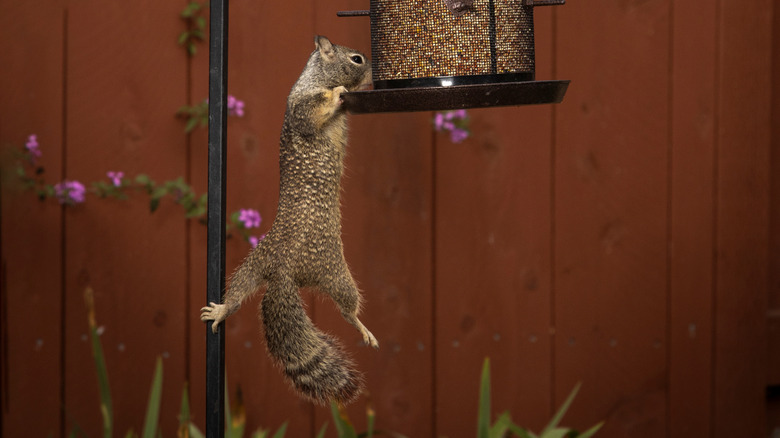 squirrel hanging on bird feeder