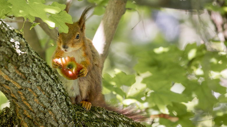 squirrel in fruit tree eating apple