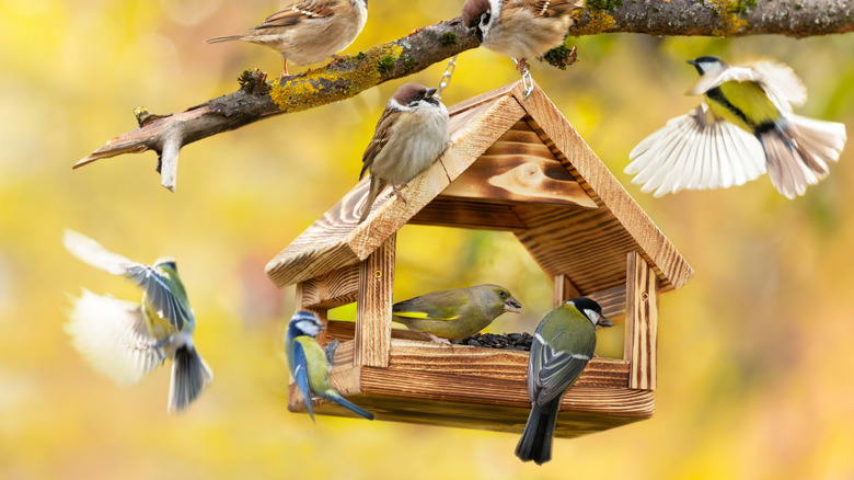 birds perched on feeder