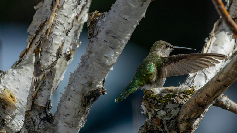 hummingbird building a nest