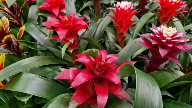 Red Guzmania in full bloom.