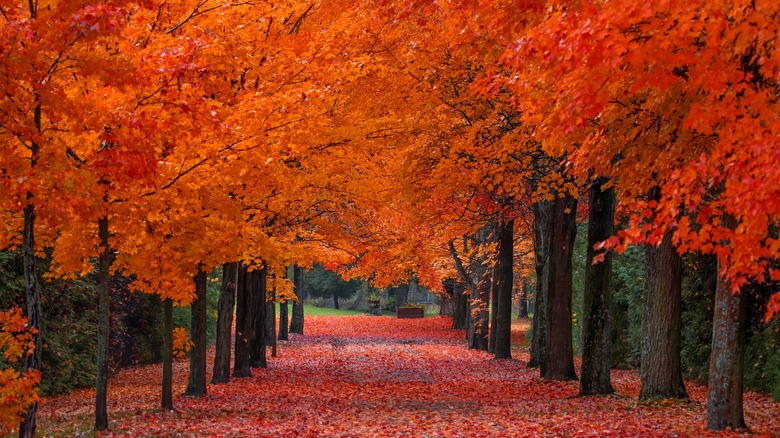 red maple trees