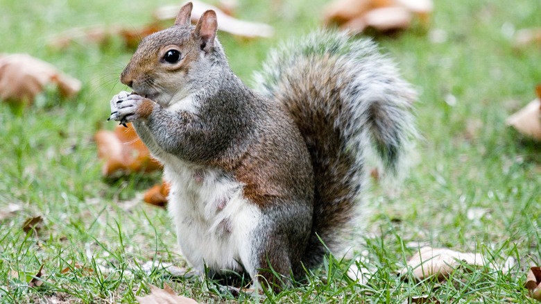 Grey squirrel in leaf-strewn yard holding a nut