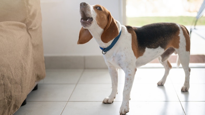 Beagle howls while inside a house with tile floors