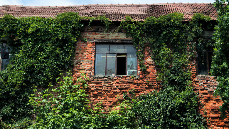 Poison ivy growing up the side of the house