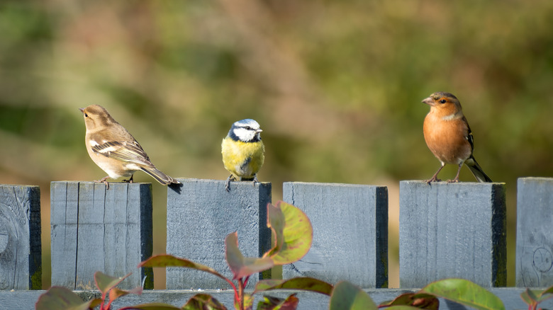 Birds on a garden fence