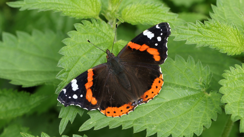 Red admiral butterfly on stinging nettle leaf