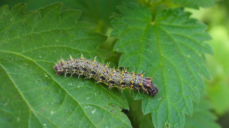Red Admiral caterpillar on nettle leaf