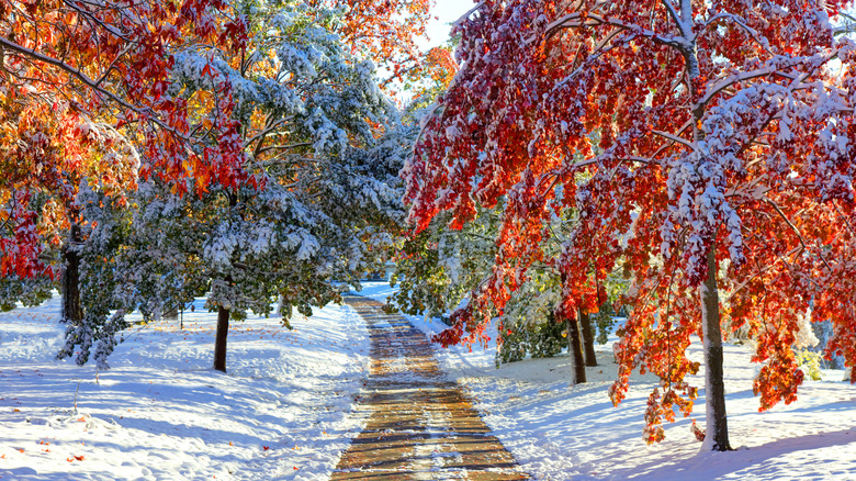 Snow on fall foliage in New England