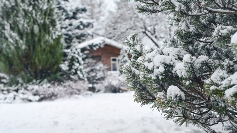 A cabin surrounded by pines and covered in snow