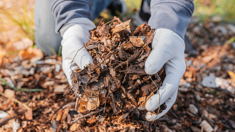 A pair of gloved hands spread wood chip mulch on a garden