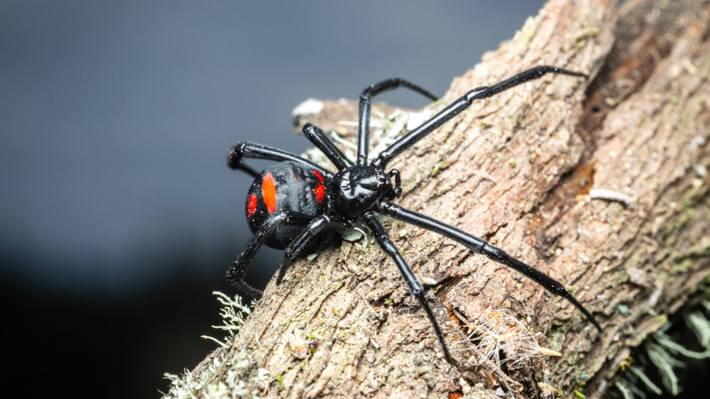 black widow spider crawling on a log