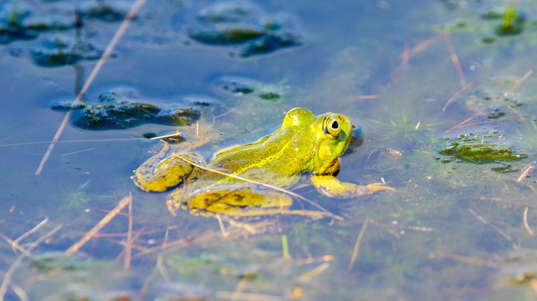 Frog in water